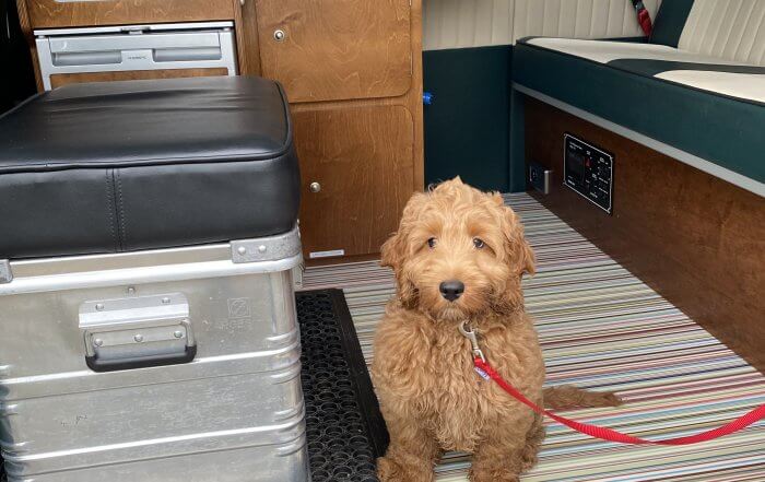Dog sat in a campervan