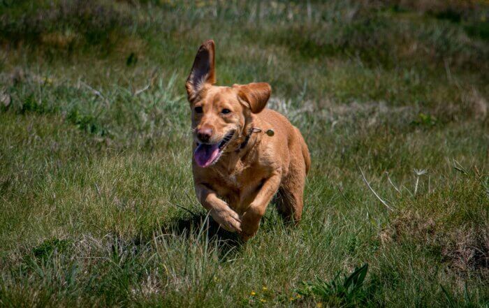 Dog running through a Cornish field