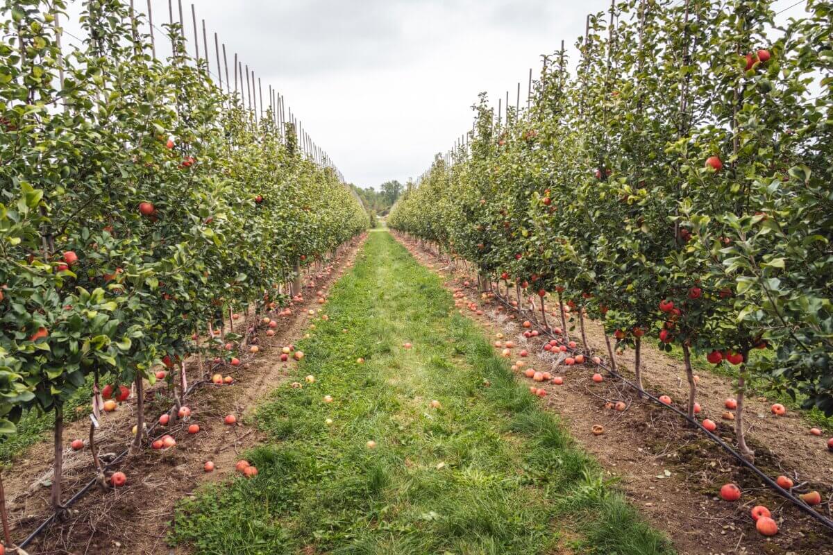 Somerset Cider apple orchard